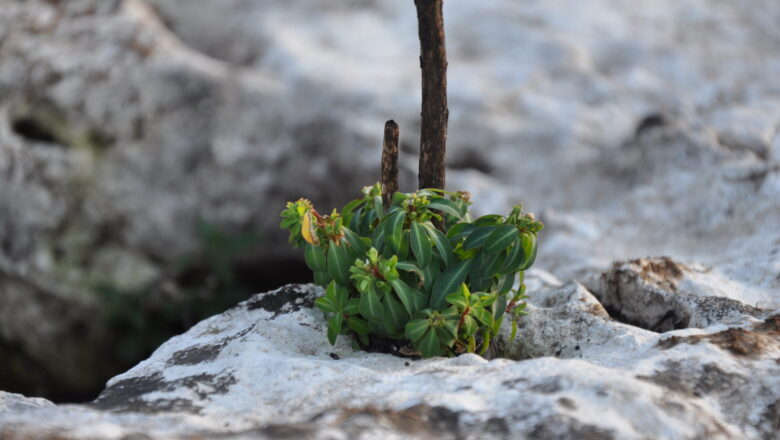 DSC_0302 DSC_0302