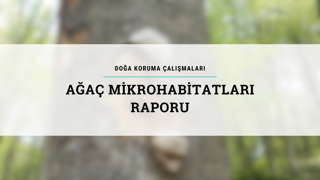 Ağaç Mikrohabitatları Raporu
