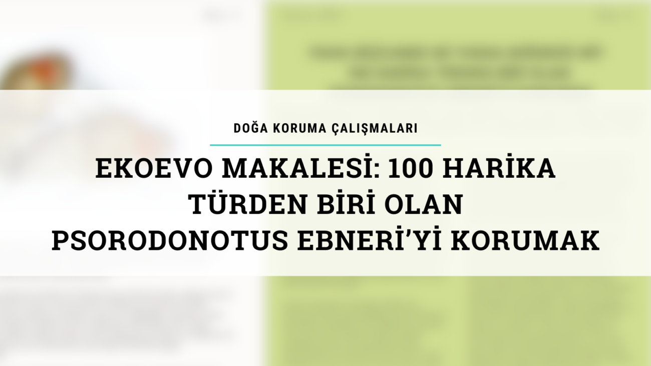 EkoEvo Makalesi: 100 Harika Türden Biri Olan Psorodonotus Ebneri’yi Korumak