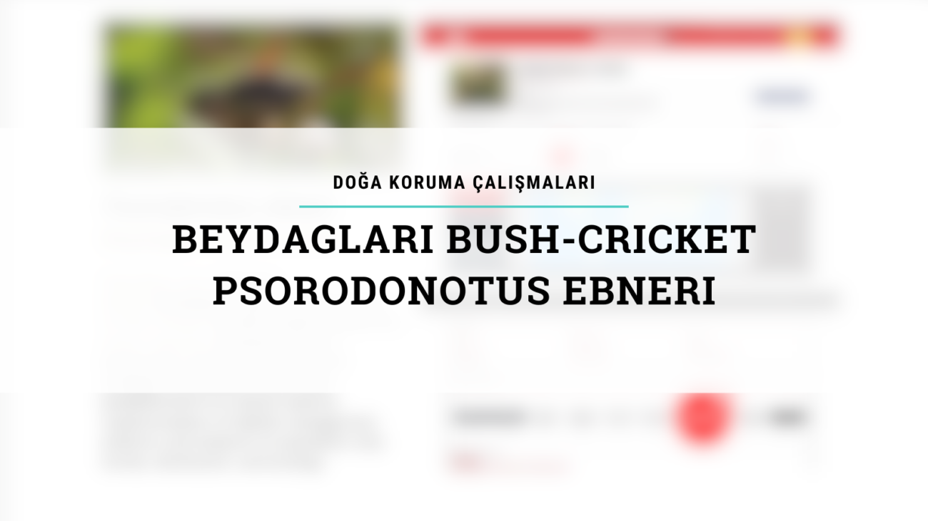 'Beydaglari Bush-Cricket Psorodonotus Ebneri' Sunumu