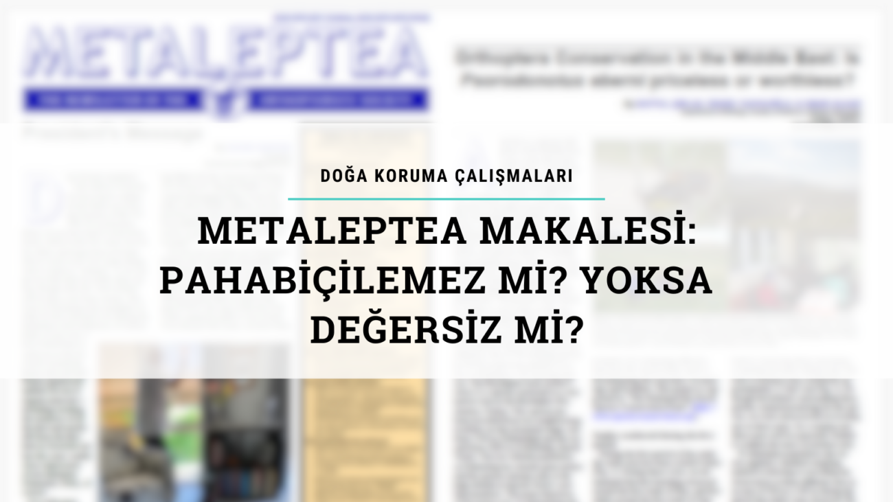 Metaleptea Makalesi: 100 Harika Türden Biri Olan Psorodonotus Ebneri’yi Korumak