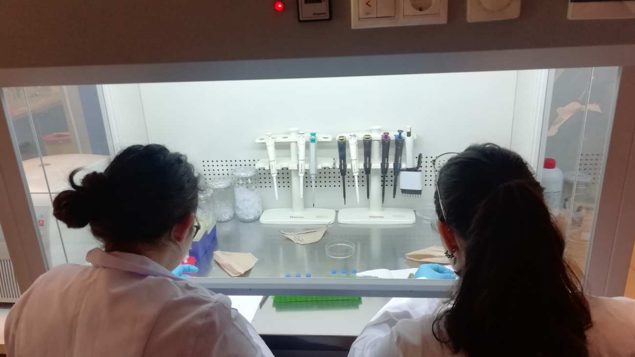 Robert Kolej Kampüsü ağaçlarının DNA barkodlarının çıkarılması